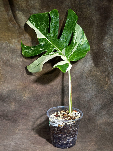 Variegated Monstera Albo - White Albo Borsigiana (Sep-22-4)