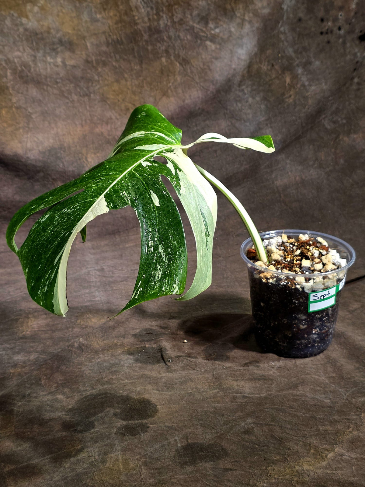 Variegated Monstera Albo - White Albo Borsigiana (Sep-22-4)