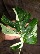 Variegated Monstera Albo - White Albo Borsigiana (Sep-22-4)