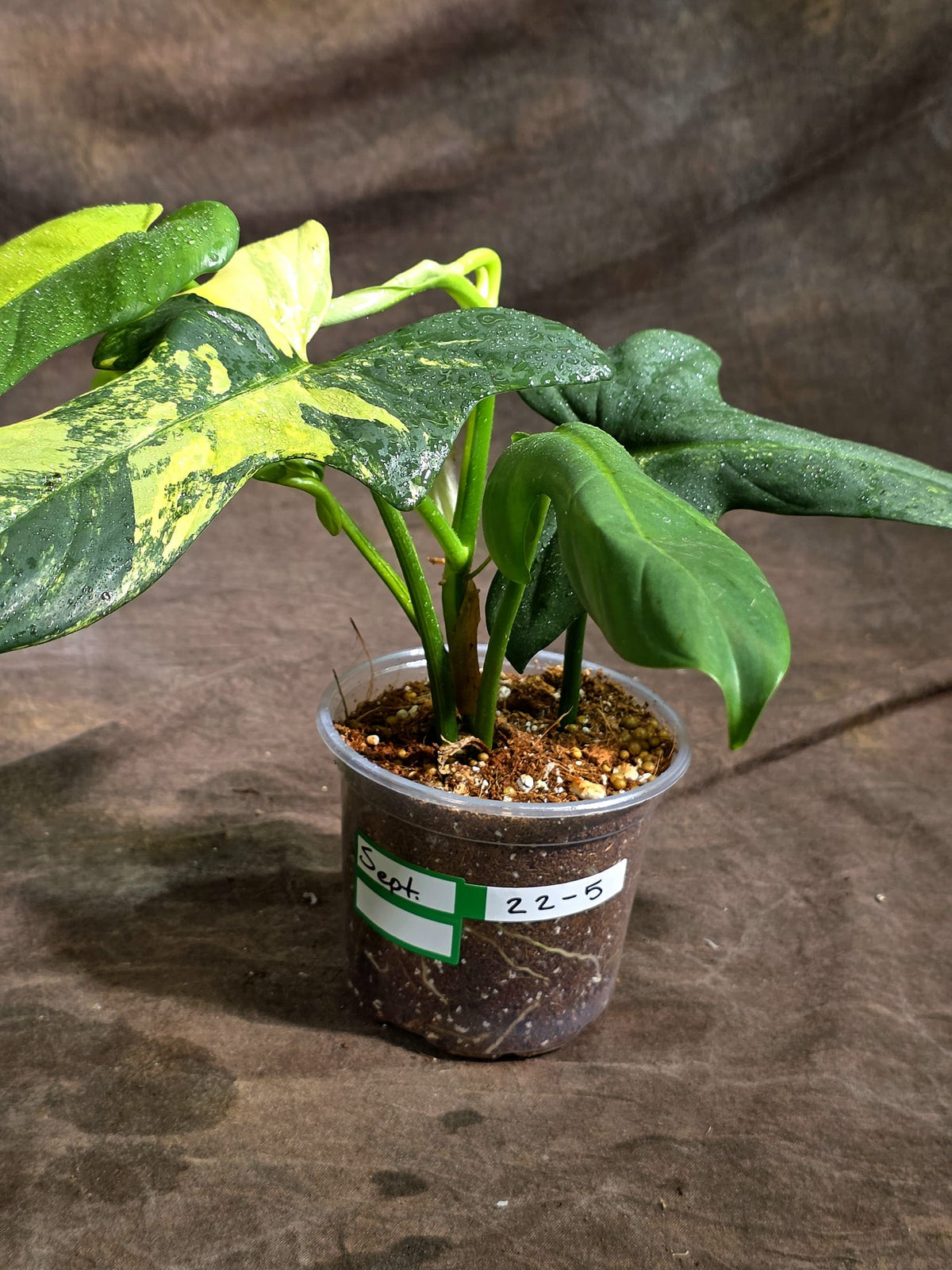 Variegated Philodendron Bipennifolium “Violin” (Sep-22-5)