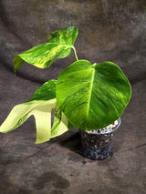 Monstera Borsigiana Aurea Variegated Plant - (Sep-22-6)