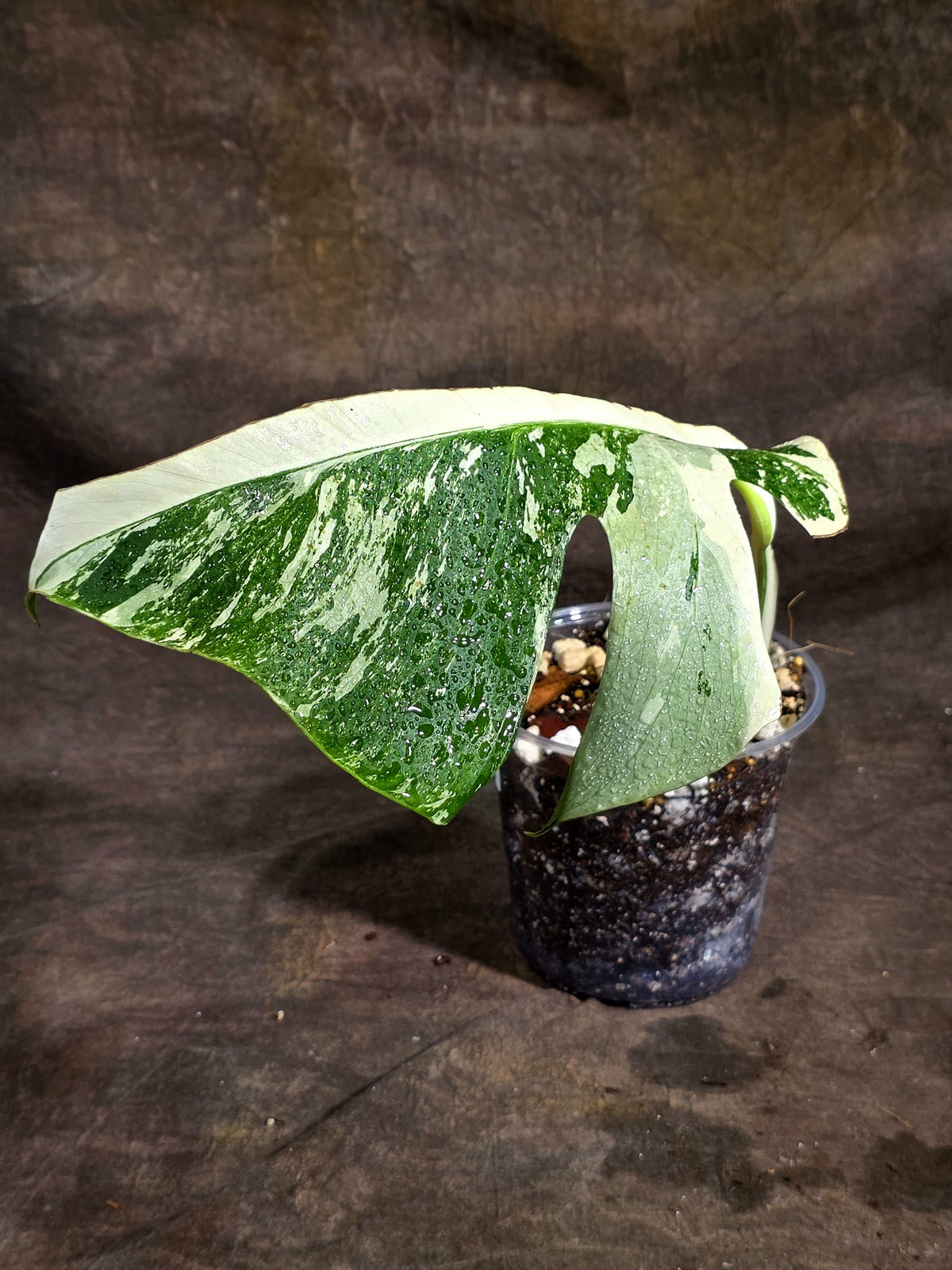 Variegated Monstera Albo - White Albo Borsigiana (Sep-22-8)