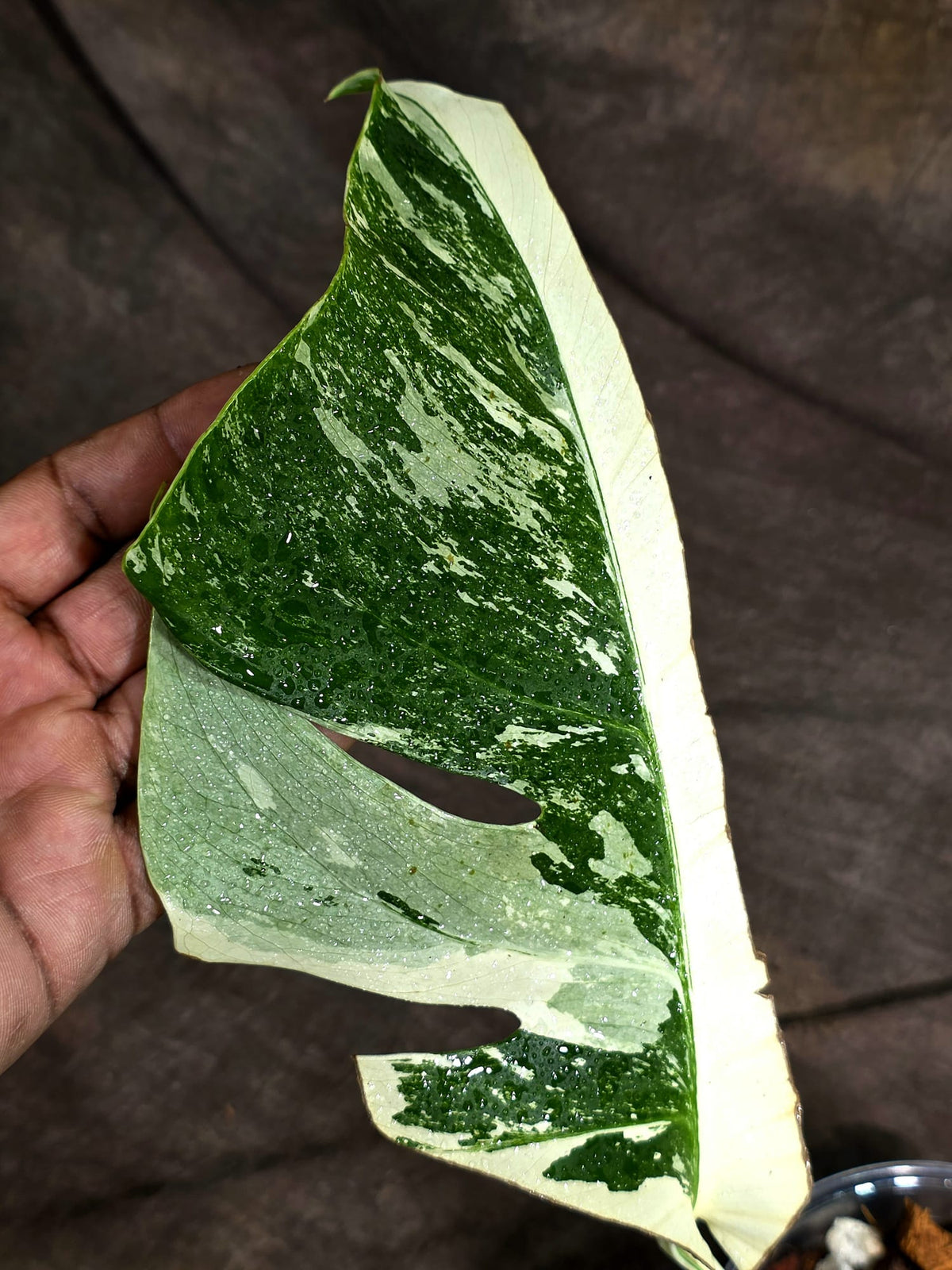 Variegated Monstera Albo - White Albo Borsigiana (Sep-22-8)