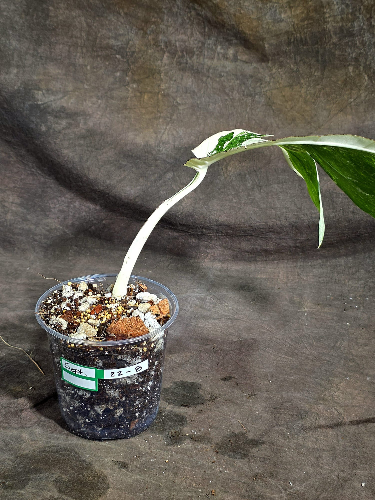 Variegated Monstera Albo - White Albo Borsigiana (Sep-22-8)
