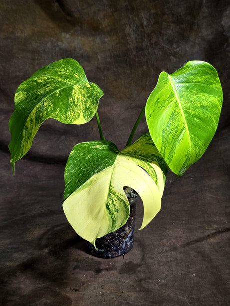 Monstera Borsigiana Aurea Variegated Plant - (Sep-22-6)