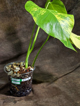 Monstera Borsigiana Aurea Variegated Plant - (Sep-22-6)