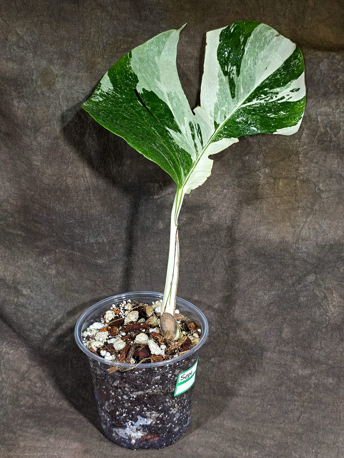 Variegated Monstera Albo - White Albo Borsigiana (Sep-22-7)