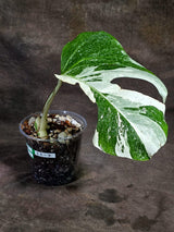 Variegated Monstera Albo - White Albo Borsigiana (Sep-22-7)