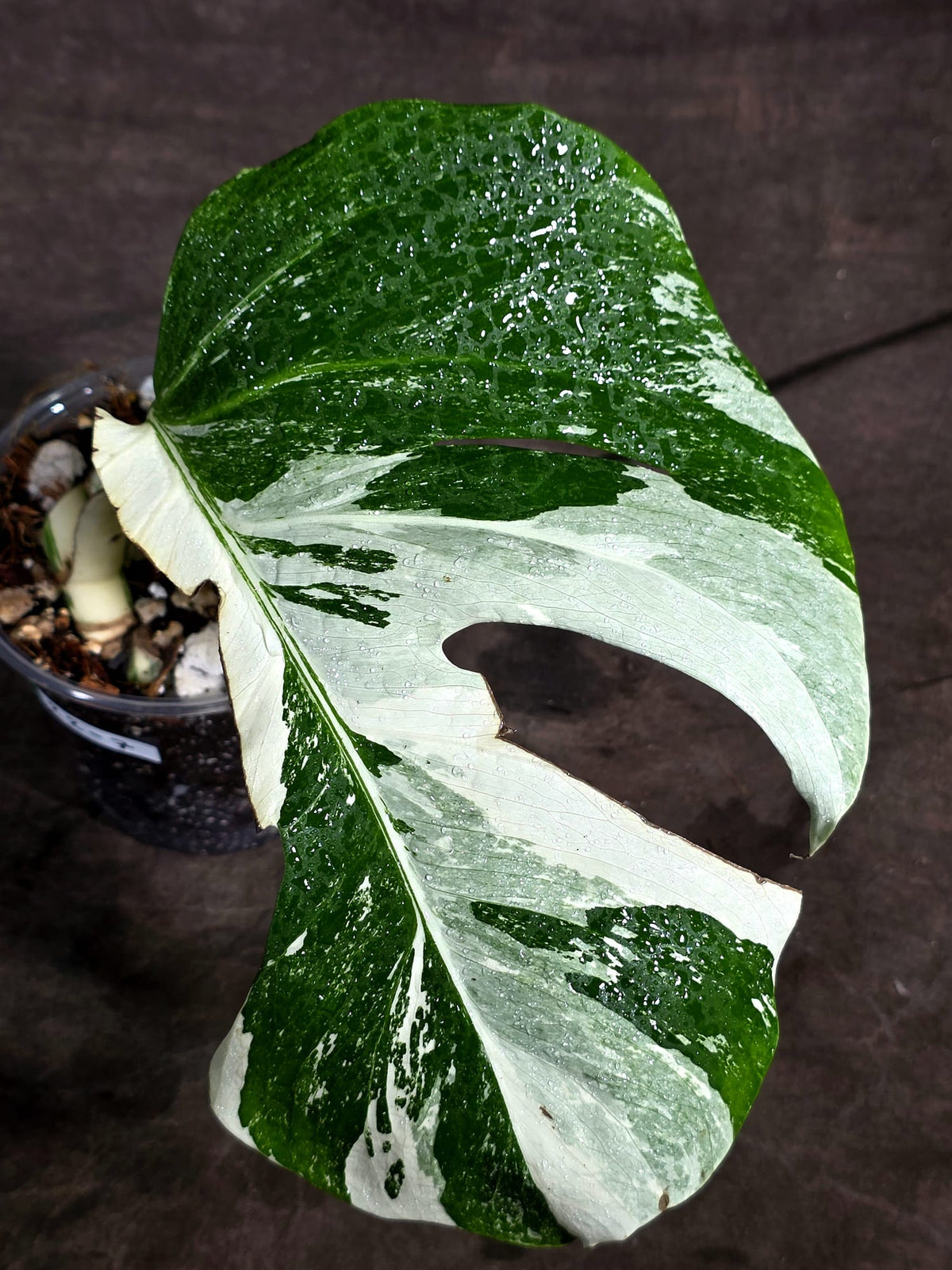 Variegated Monstera Albo - White Albo Borsigiana (Sep-22-7)