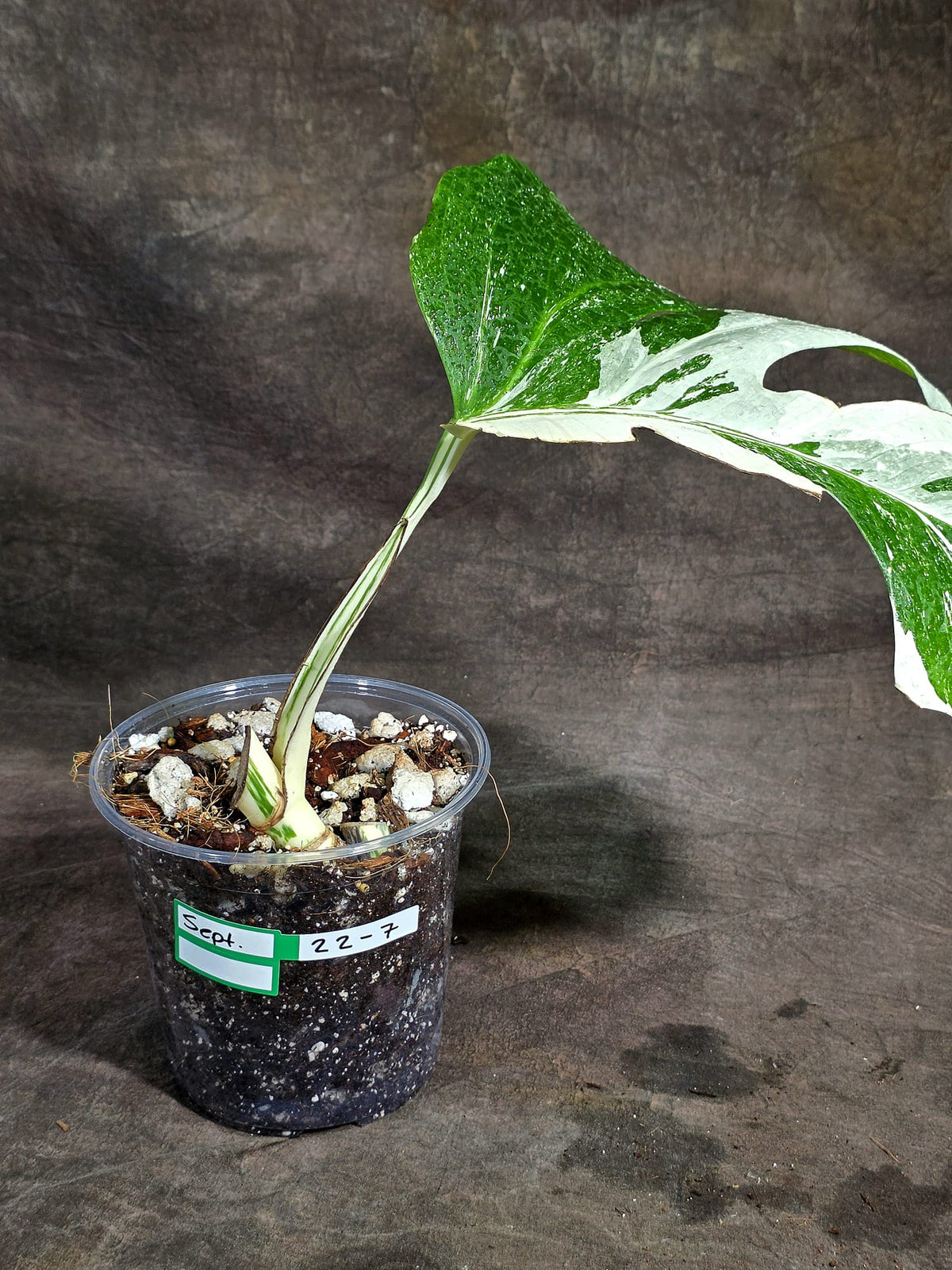 Variegated Monstera Albo - White Albo Borsigiana (Sep-22-7)