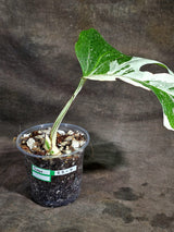 Variegated Monstera Albo - White Albo Borsigiana (Sep-22-7)