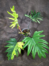 Variegated Philodendron Mayoi - Rare Variegated Fern Leaf (Oct-1-1)