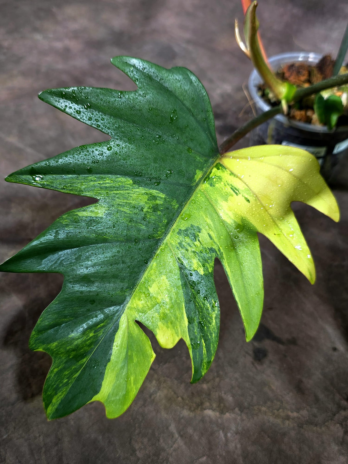 Variegated Philodendron Mayoi - Rare Variegated Fern Leaf (Oct-1-1)