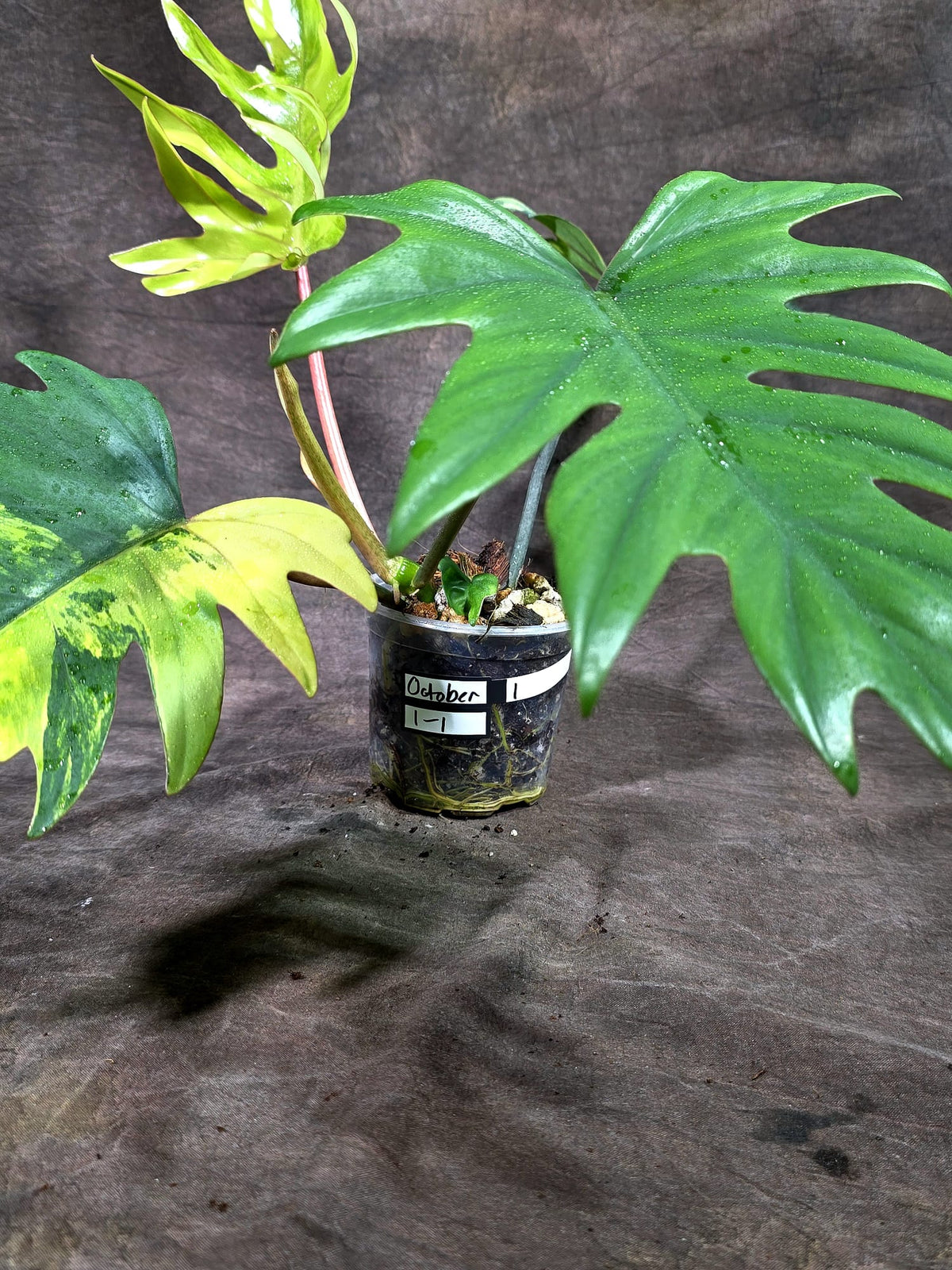 Variegated Philodendron Mayoi - Rare Variegated Fern Leaf (Oct-1-1)