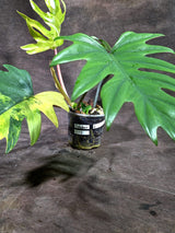 Variegated Philodendron Mayoi - Rare Variegated Fern Leaf (Oct-1-1)