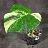 Monstera Borsigiana Aurea Variegated (Oct-1-2)