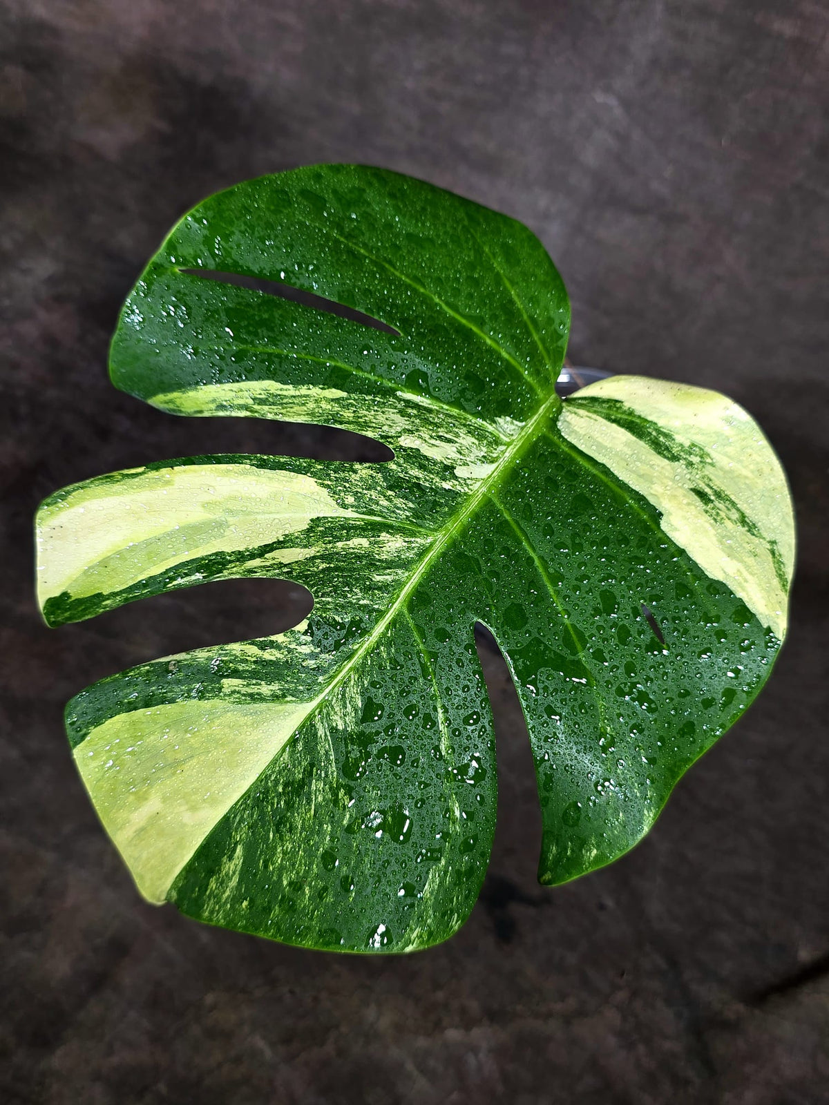 Monstera Borsigiana Aurea Variegated (Oct-1-2)