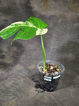 Monstera Borsigiana Aurea Variegated (Oct-1-2)