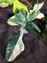 Variegated Philodendron Florida Beauty x Mayoi - (Oct-1-4)