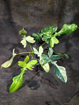 Variegated Philodendron Florida Beauty x Mayoi - (Oct-1-4)