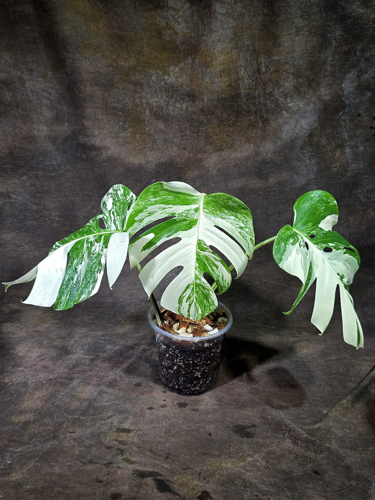 Variegated Monstera Albo - White Albo Borsigiana - (Oct-1-8)