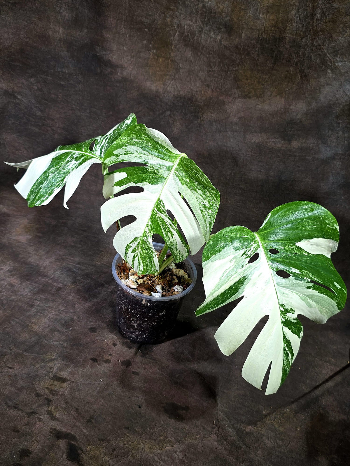 Variegated Monstera Albo - White Albo Borsigiana - (Oct-1-8)