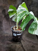 Variegated Monstera Albo - White Albo Borsigiana - (Oct-1-8)