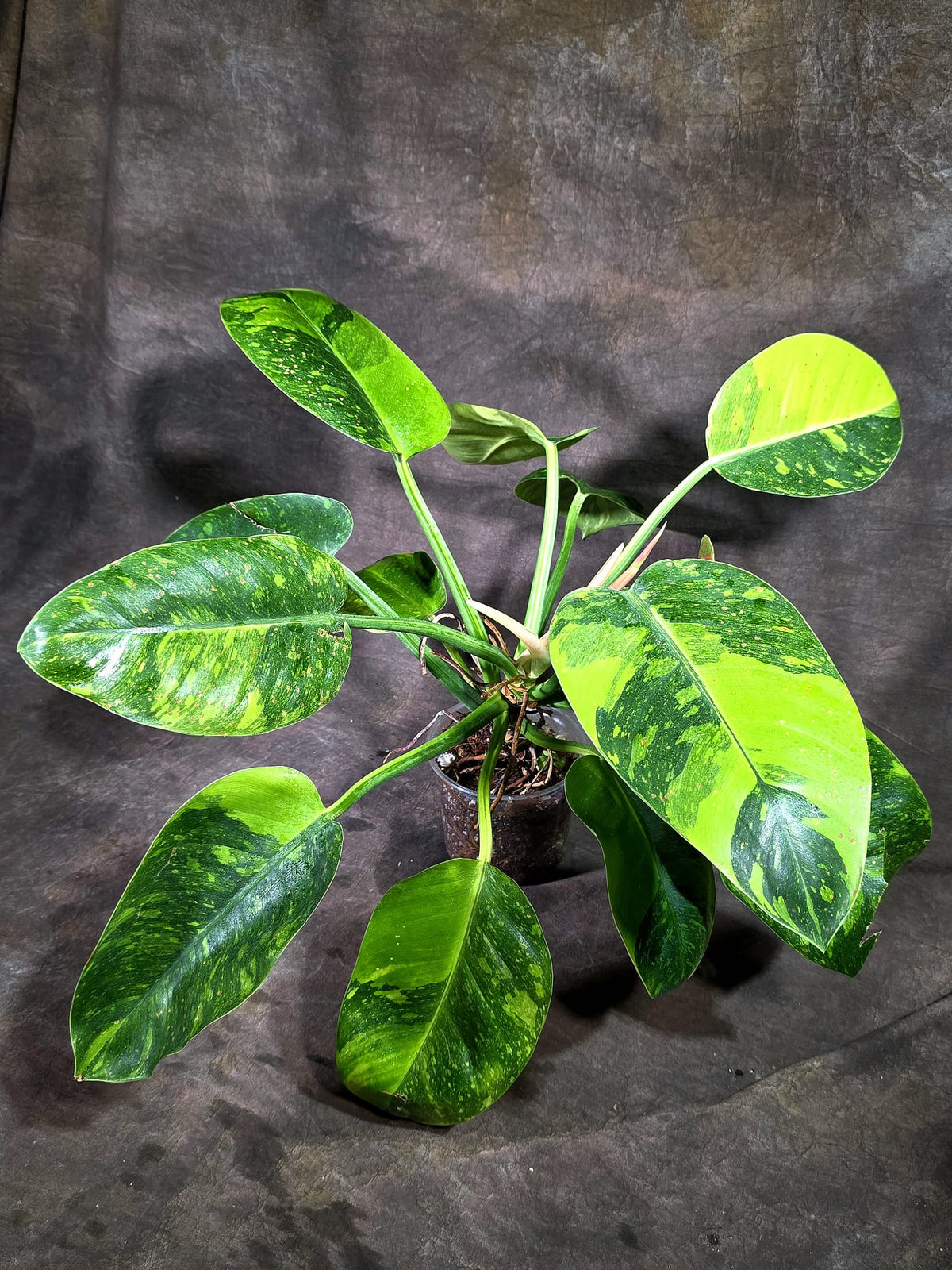 Variegated Philodendron Green Congo Hybrid - (Oct-1-9)