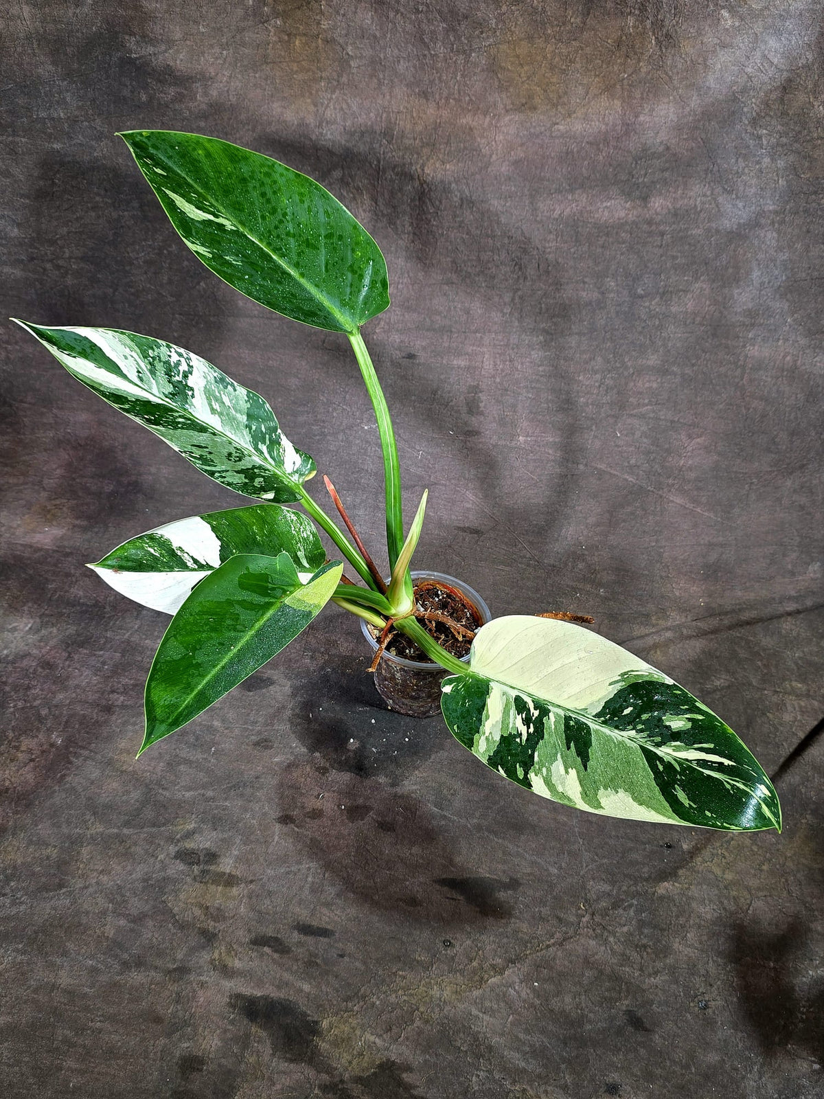 Variegated Philodendron Green Congo Original - (Oct-1-10)