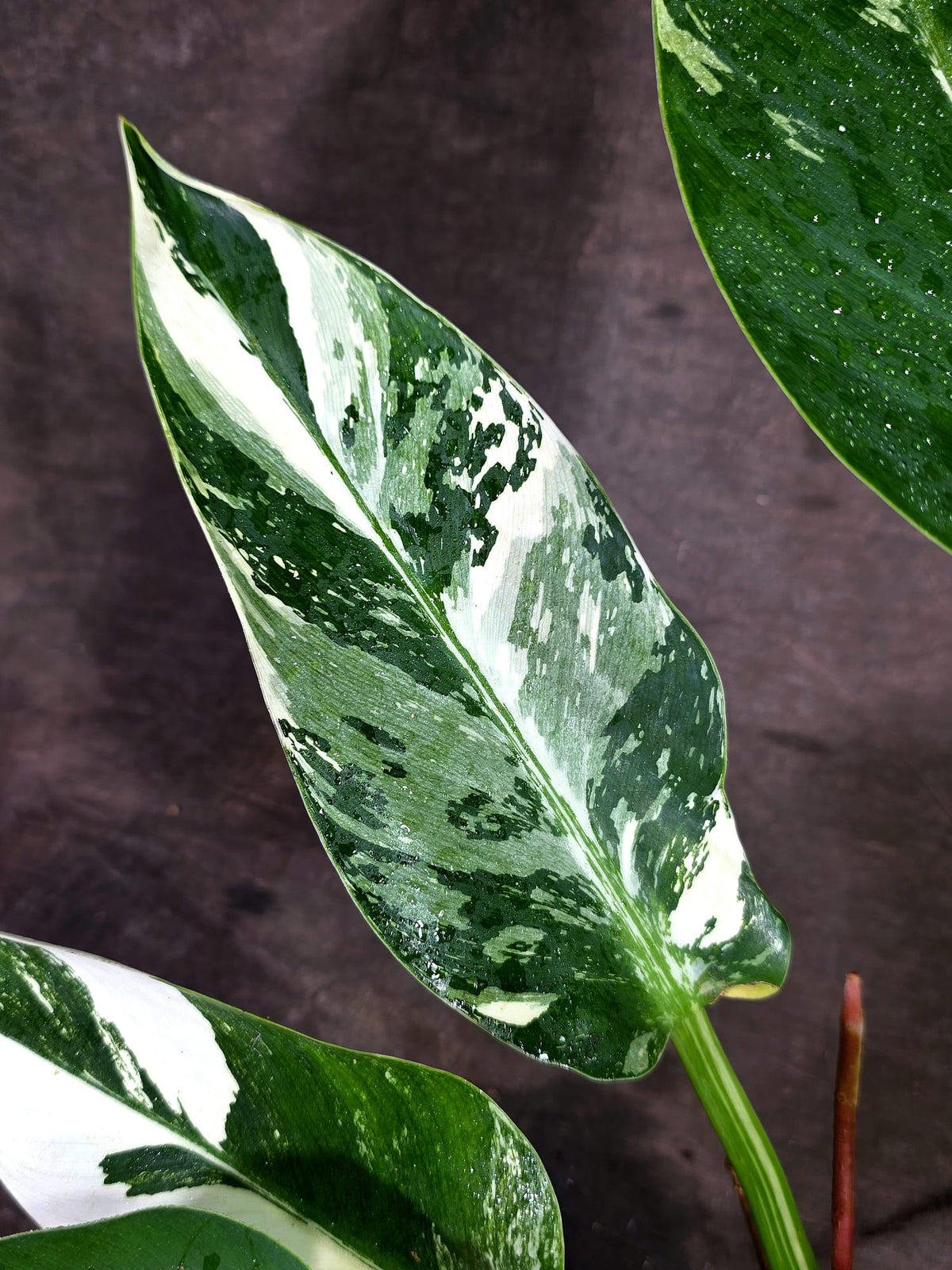 Variegated Philodendron Green Congo Original - (Oct-1-10)