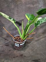 Variegated Philodendron Green Congo Original - (Oct-1-10)