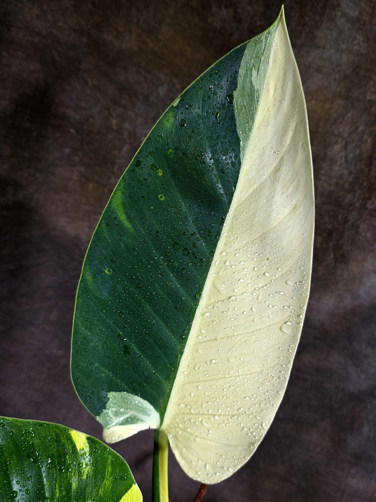 Variegated Philodendron Green Congo Original - (Oct-1-12)