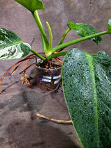 Variegated Philodendron Green Congo Original - (Oct-1-12)