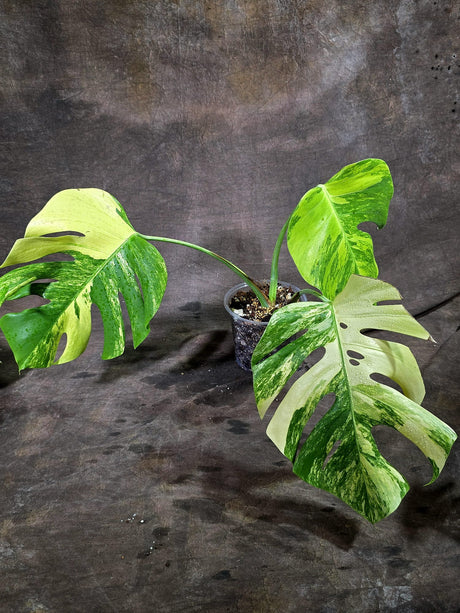 Monstera Borsigiana Aurea Variegated (Oct-1-13)