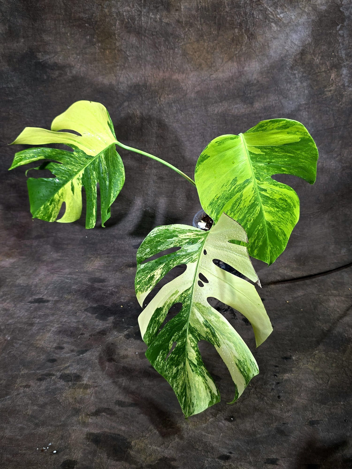 Monstera Borsigiana Aurea Variegated (Oct-1-13)