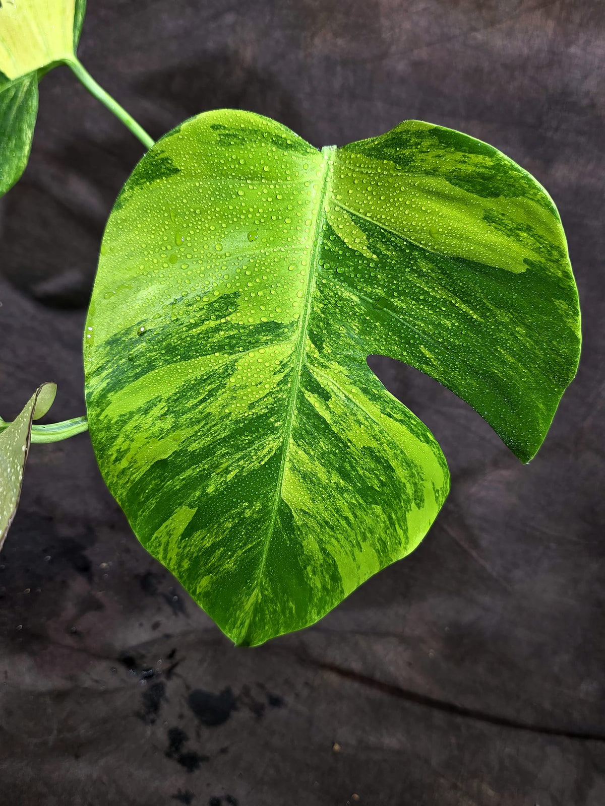 Monstera Borsigiana Aurea Variegated (Oct-1-13)