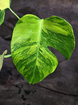 Monstera Borsigiana Aurea Variegated (Oct-1-13)