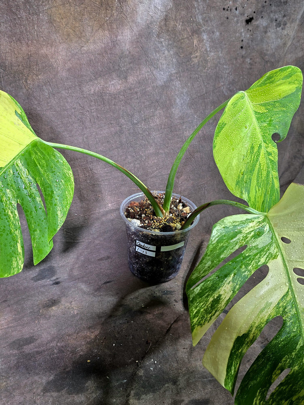 Monstera Borsigiana Aurea Variegated (Oct-1-13)