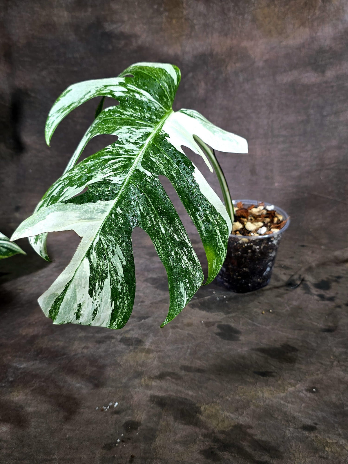 Variegated Monstera Albo - White Albo Borsigiana - (Oct-1-14)