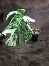 Variegated Monstera Albo - White Albo Borsigiana - (Oct-1-14)
