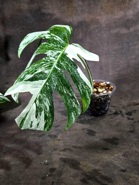Variegated Monstera Albo - White Albo Borsigiana - (Oct-1-14)