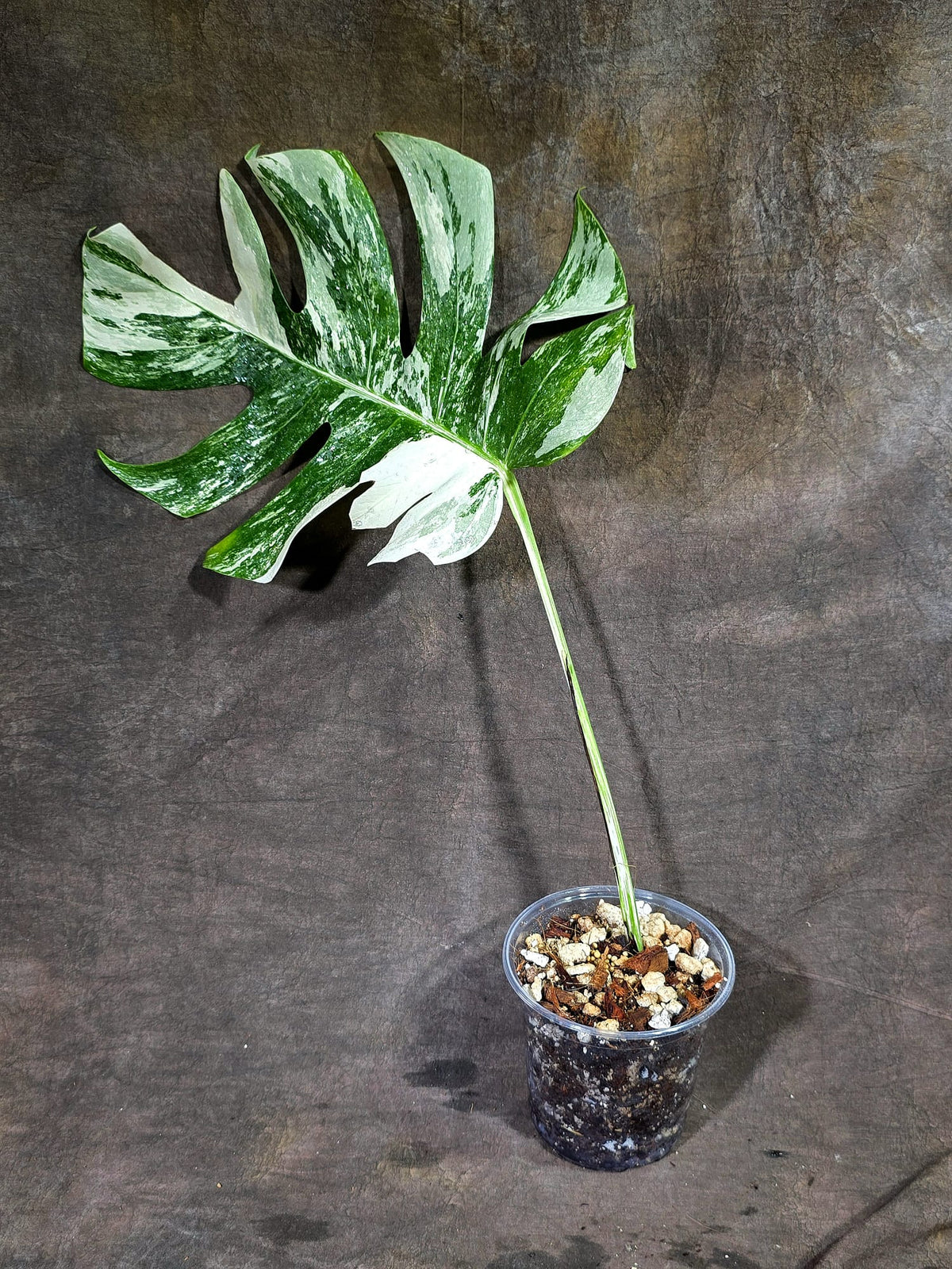 Variegated Monstera Albo - White Albo Borsigiana - (Oct-1-14)