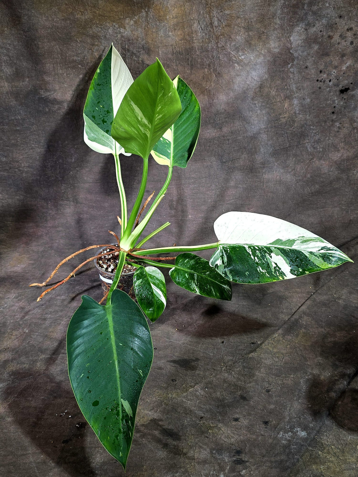 Variegated Philodendron Green Congo Original - (Oct-1-11)