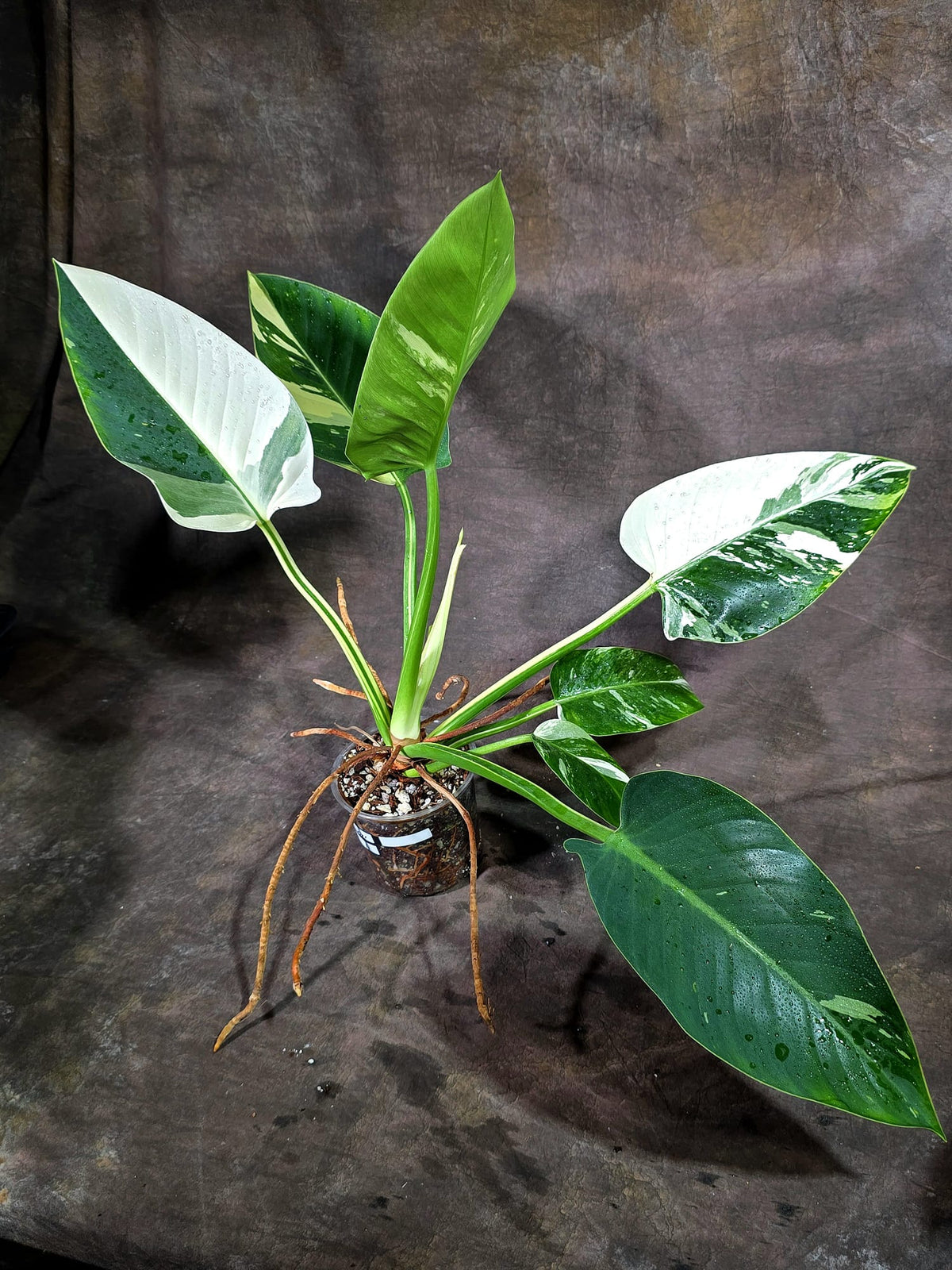 Variegated Philodendron Green Congo Original - (Oct-1-11)