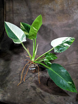 Variegated Philodendron Green Congo Original - (Oct-1-11)