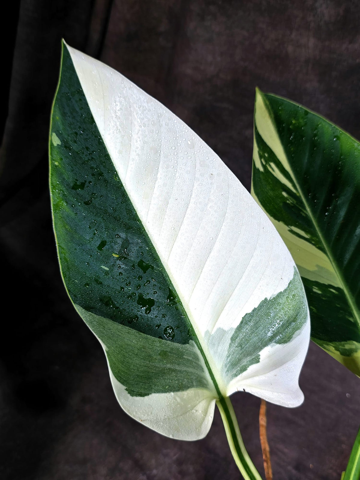 Variegated Philodendron Green Congo Original - (Oct-1-11)