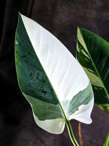 Variegated Philodendron Green Congo Original - (Oct-1-11)