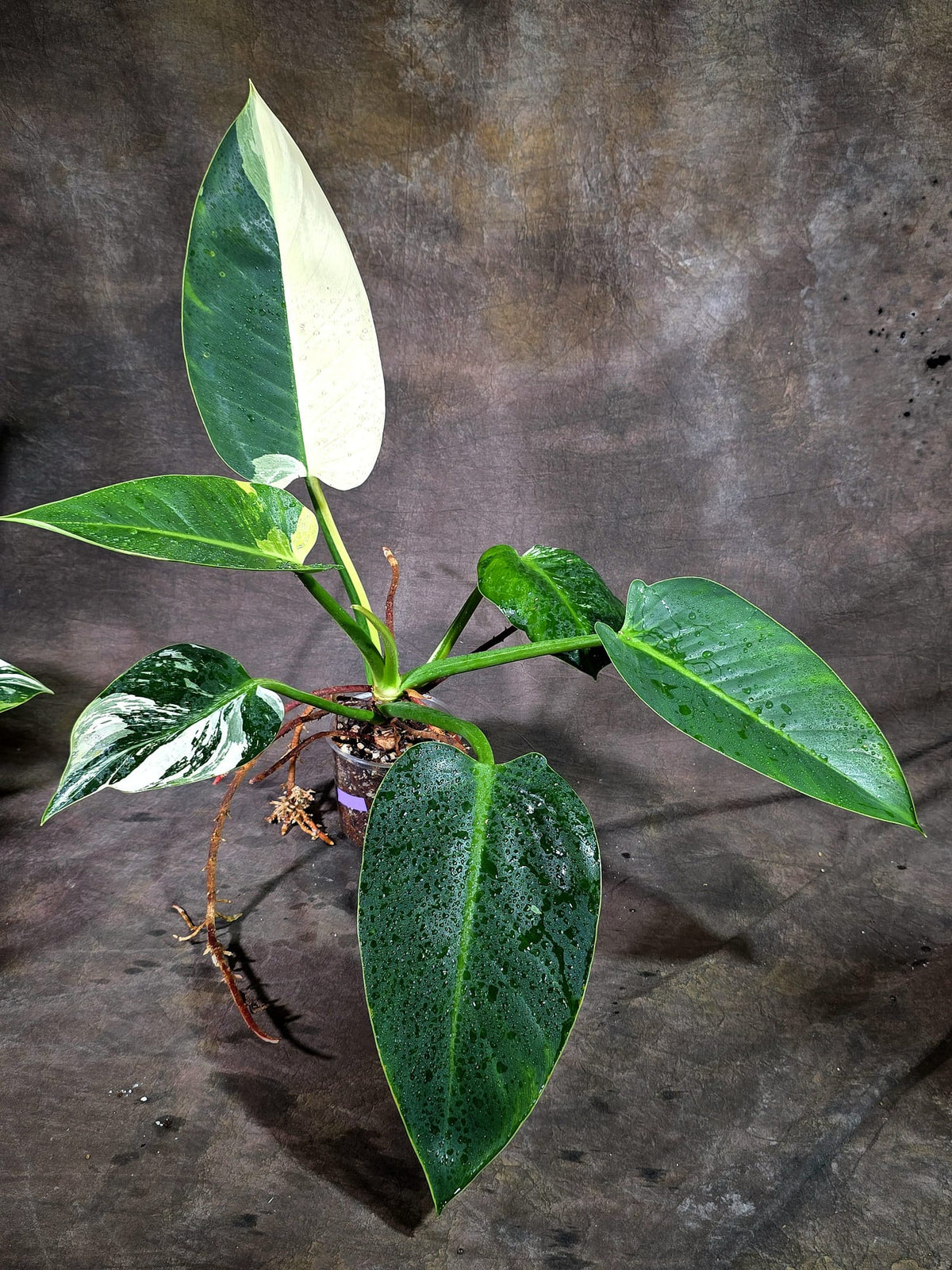 Variegated Philodendron Green Congo Original - (Oct-1-12)