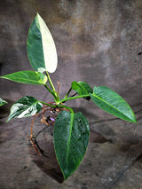 Variegated Philodendron Green Congo Original - (Oct-1-12)