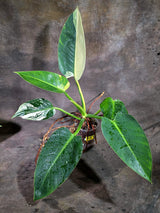 Variegated Philodendron Green Congo Original - (Oct-1-12)
